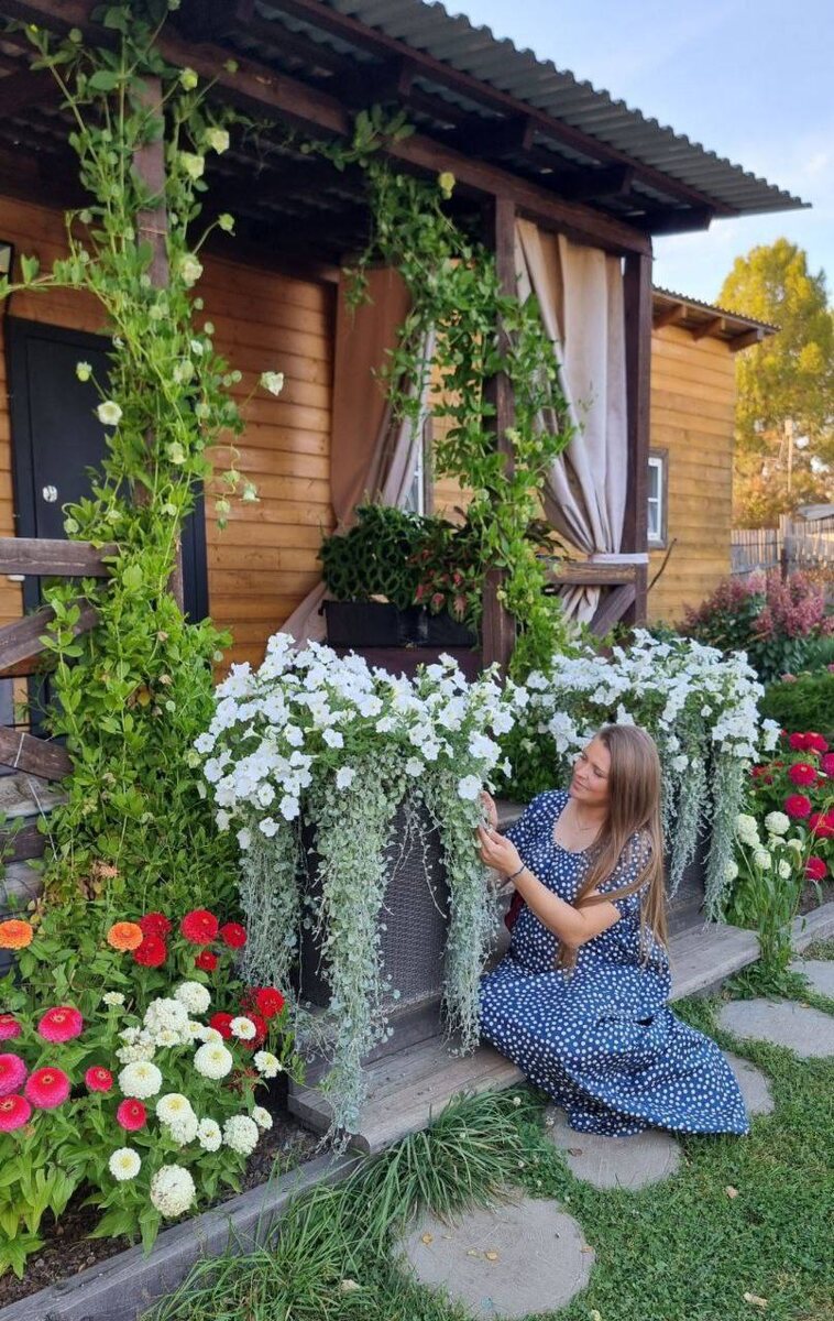 Как вырастить дихондру из семян