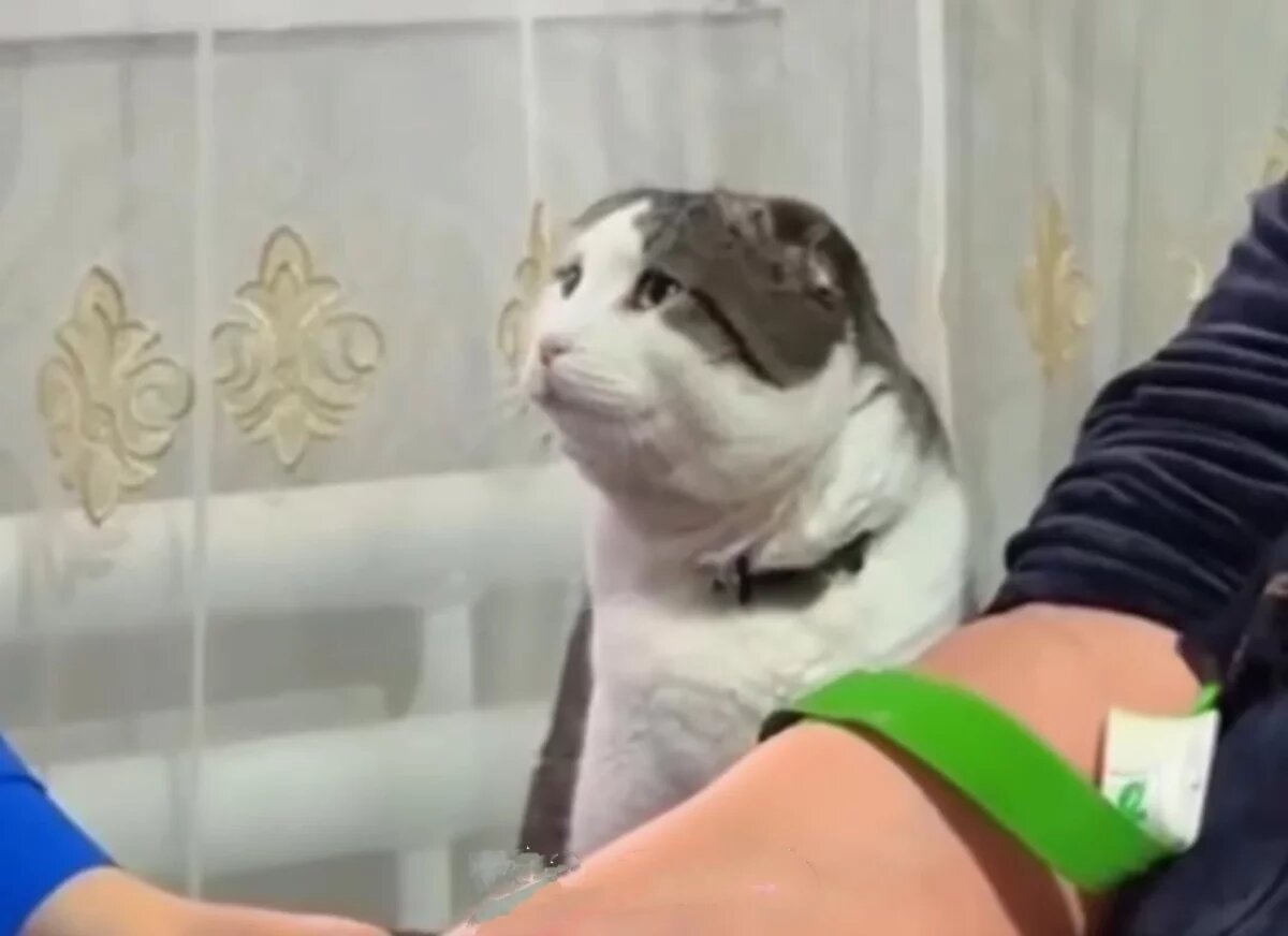    Пользователей покорили печальные и взволнованные глазки кота Тимура.