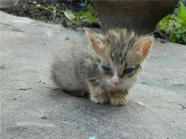Яндекс Картинки.