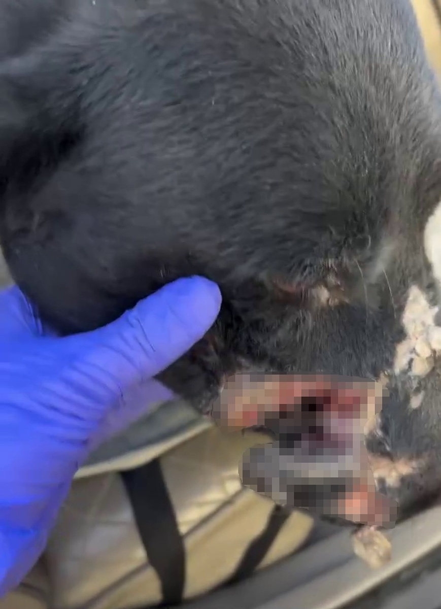    Питбуль вырвал бедной собаке большой кусок морды. Фото: стоп-кадр видео ВМКУ «Владпитомник»