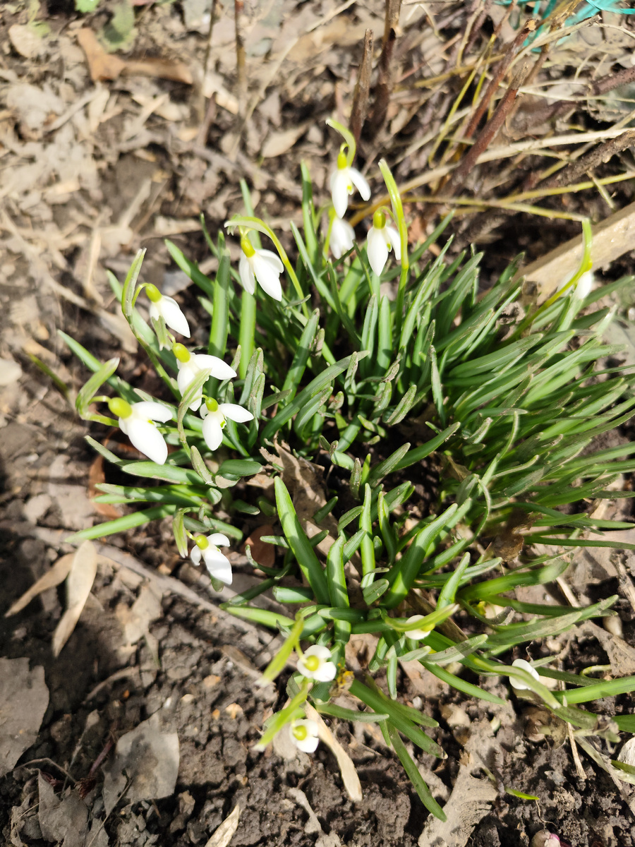 Подснежники. 18 марта 2026