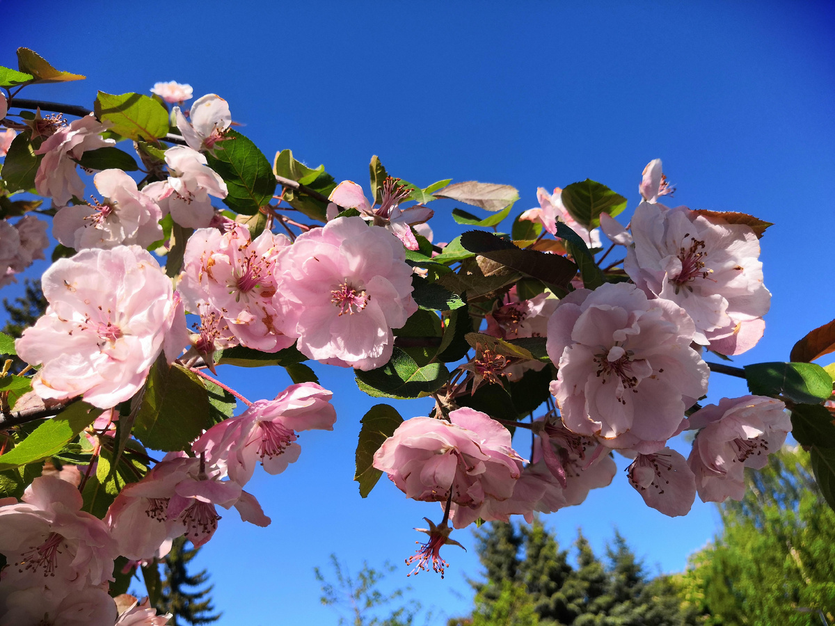 Скорее всего, это декоративная яблоня с розовыми цветками (может быть и сакура, не совсем понятно, они похожи). 18 мая 2019 г