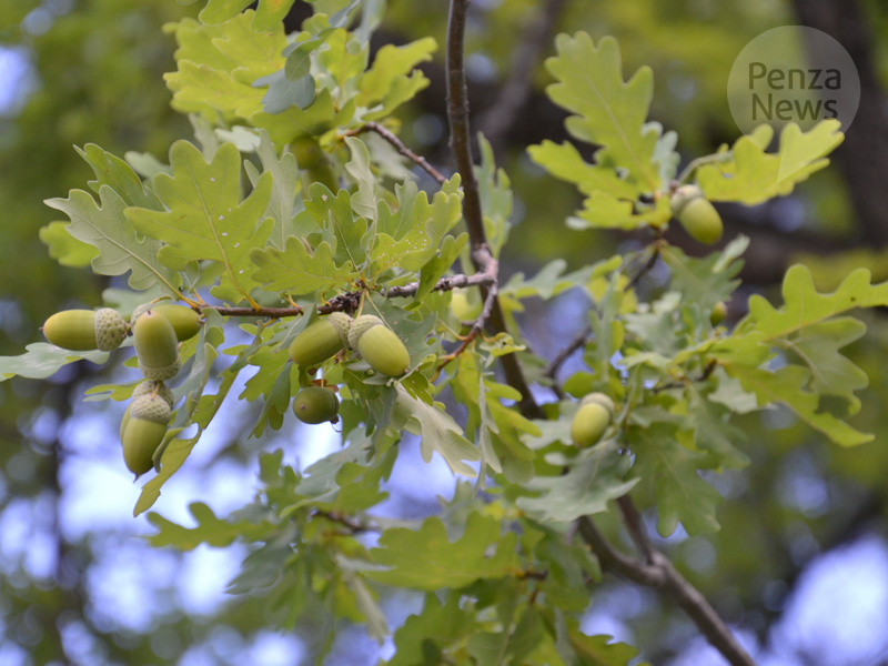    © Фото из архива ИА «PenzaNews»