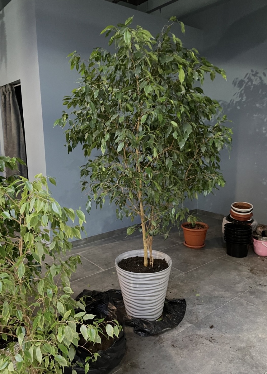 В день пересадки на новом месте