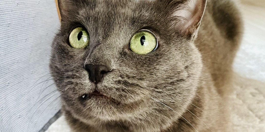 «Хозяин, извинись немедленно» За что надо извиниться перед своей кошкой