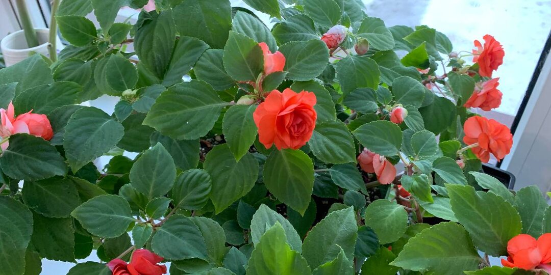 Февральская пробуждающая подкормка для цветов – все дружно пойдут в рост и зацветут