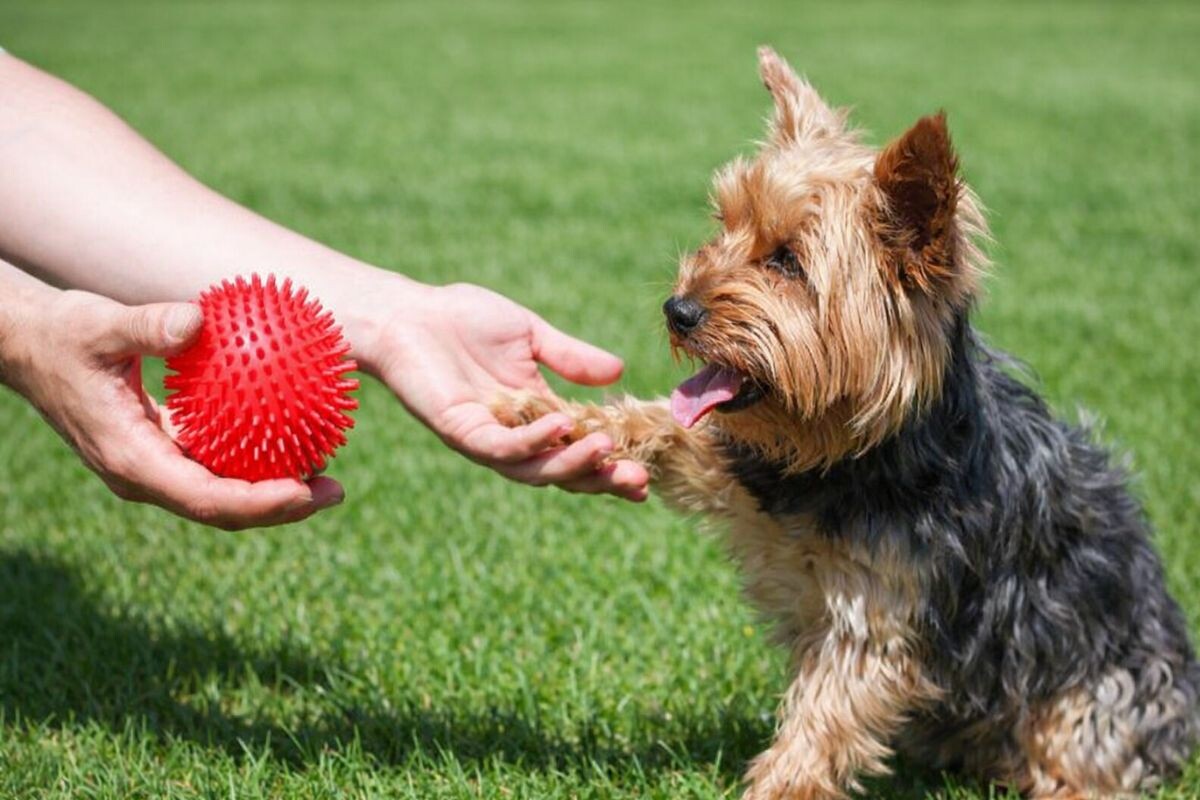 Почему собака не любит играть с игрушками