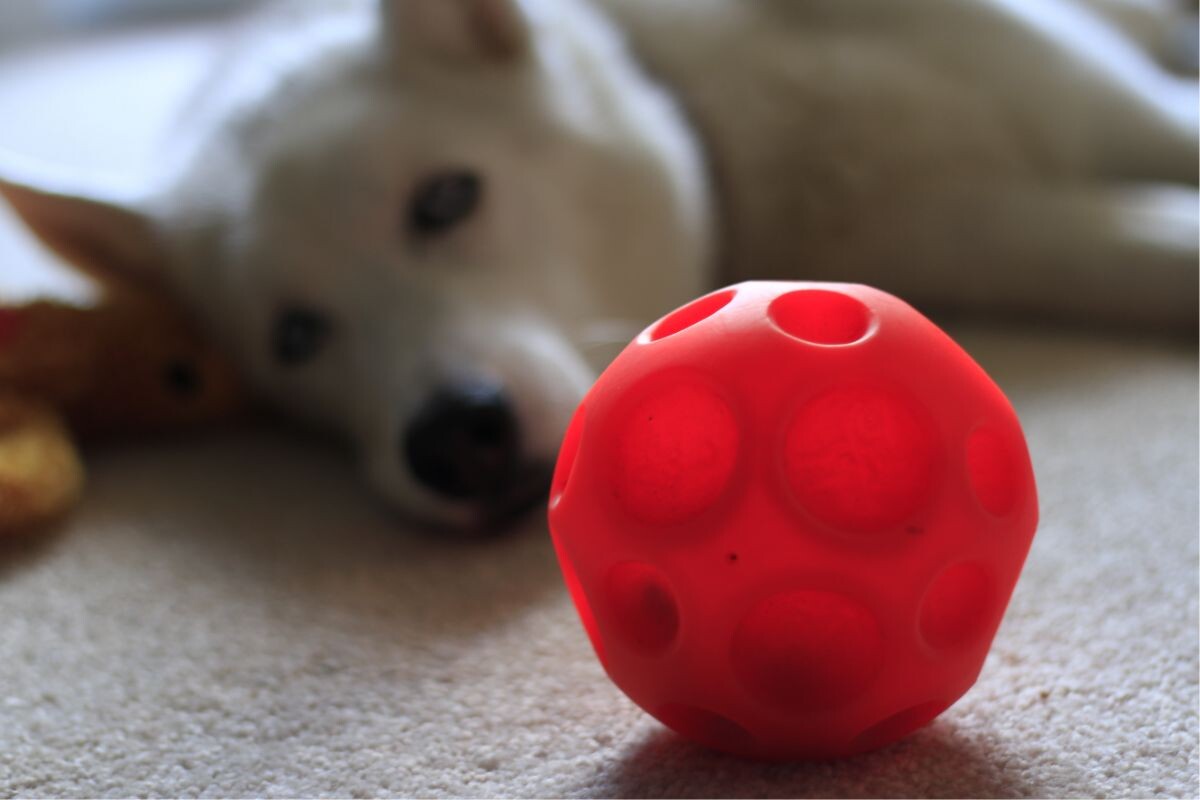 Собака игнорирует игрушки 