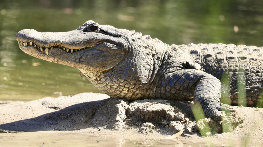    Фото: www.globallookpress.com/Cover Images