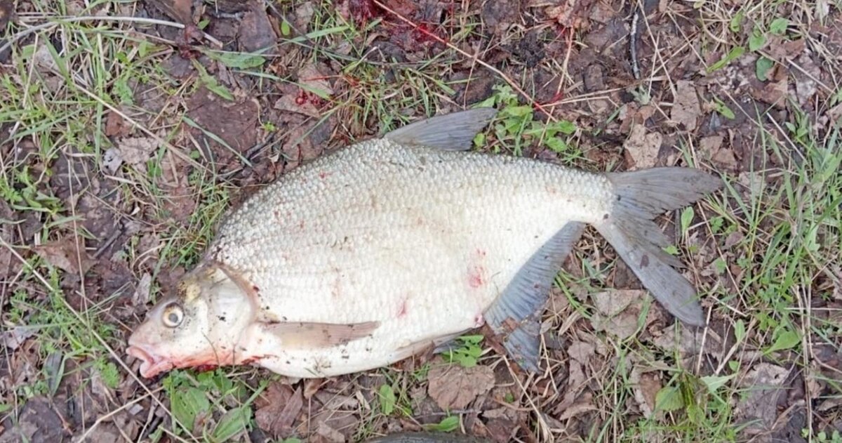 Лещ, пойманный на фидер