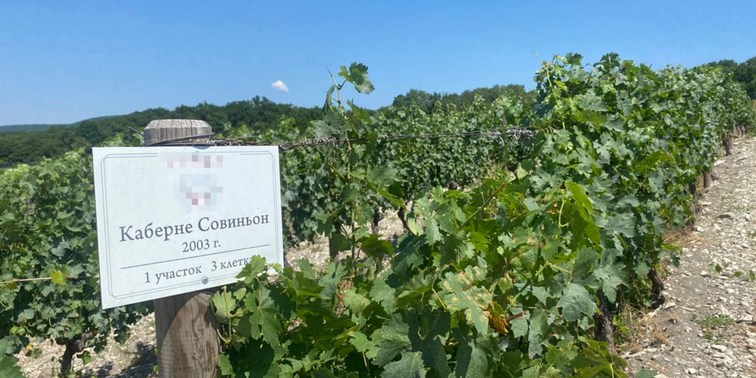 Раки, виноград и грибы: что еще собираются выращивать в Новороссийске