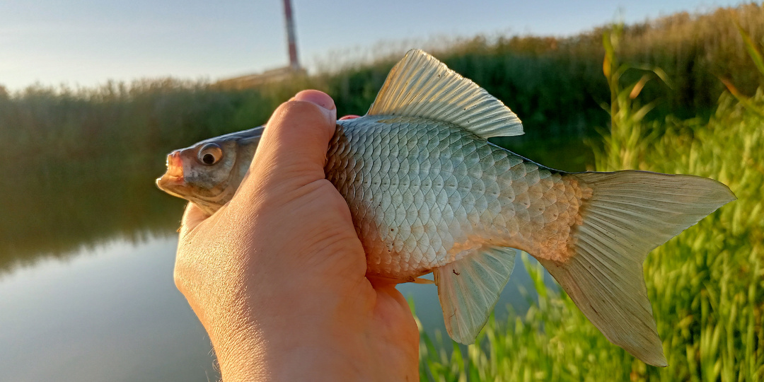 Как поймать карася в пруду: "волшебная" прикормка из 3 ингредиентов с вашей кухни