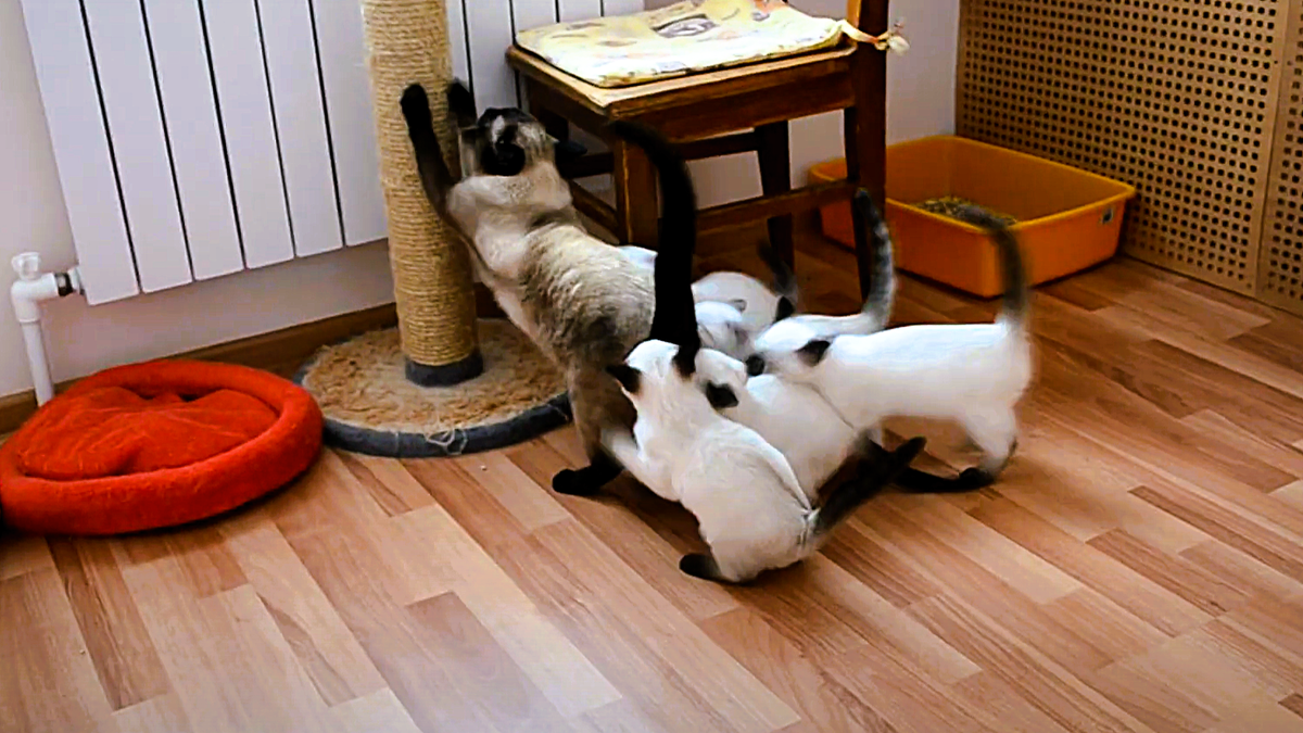 Когда мама уже как сухарик, а малыши еще в процессе