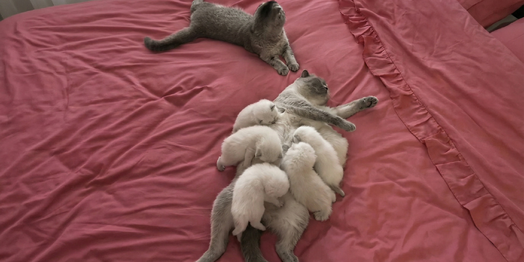 Не кот, а термометр: 5 пород кошек с окрасом, который зависит от погоды