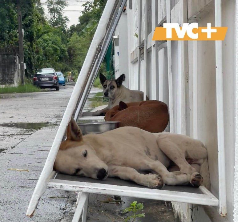 Собаки могут прятаться от дождя и жары.