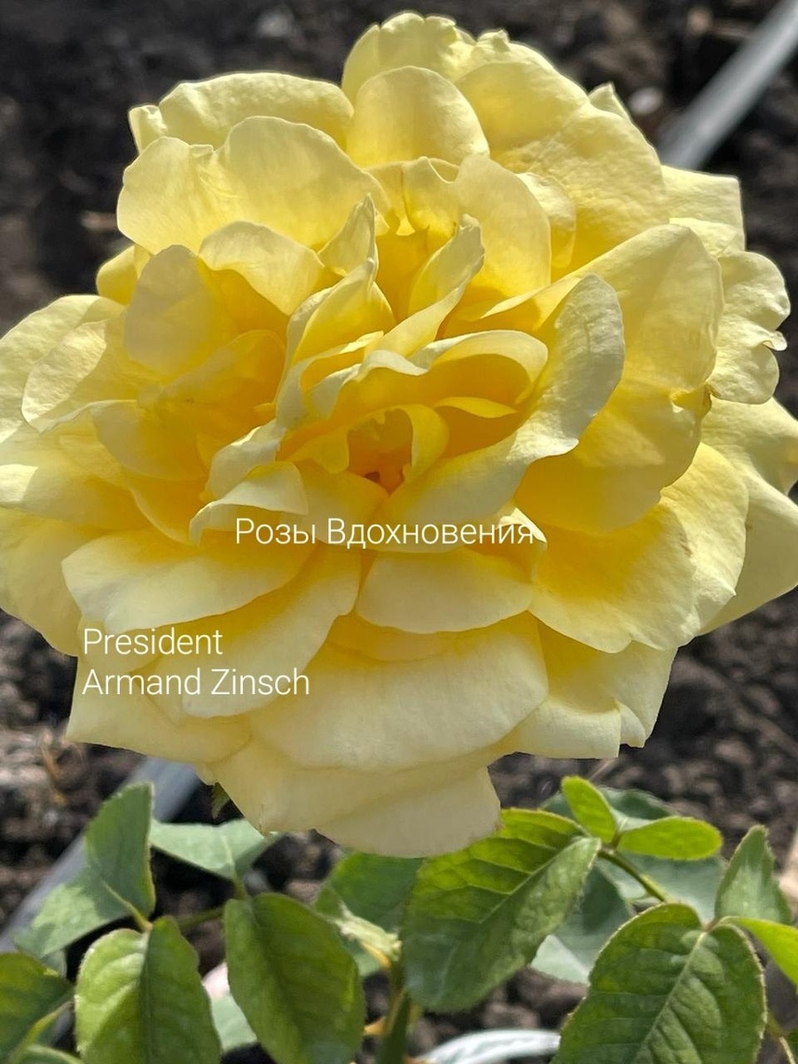 Фото с сайта Розы вдохновения.