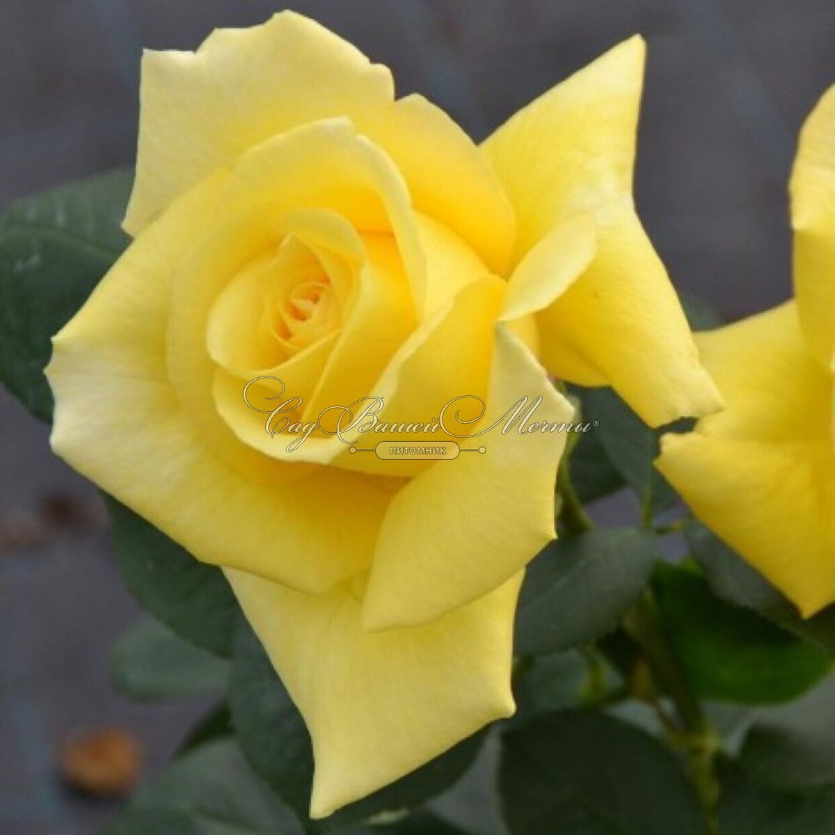 Роза ч/г Президент Арманд Зинш. Фото взято с сайта Сад вашей мечты.