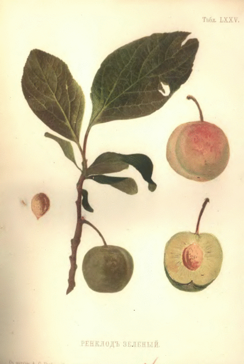Ренклод зелёный. «Атлас плодов» под редакцией Адама Гребницкого, 1906
