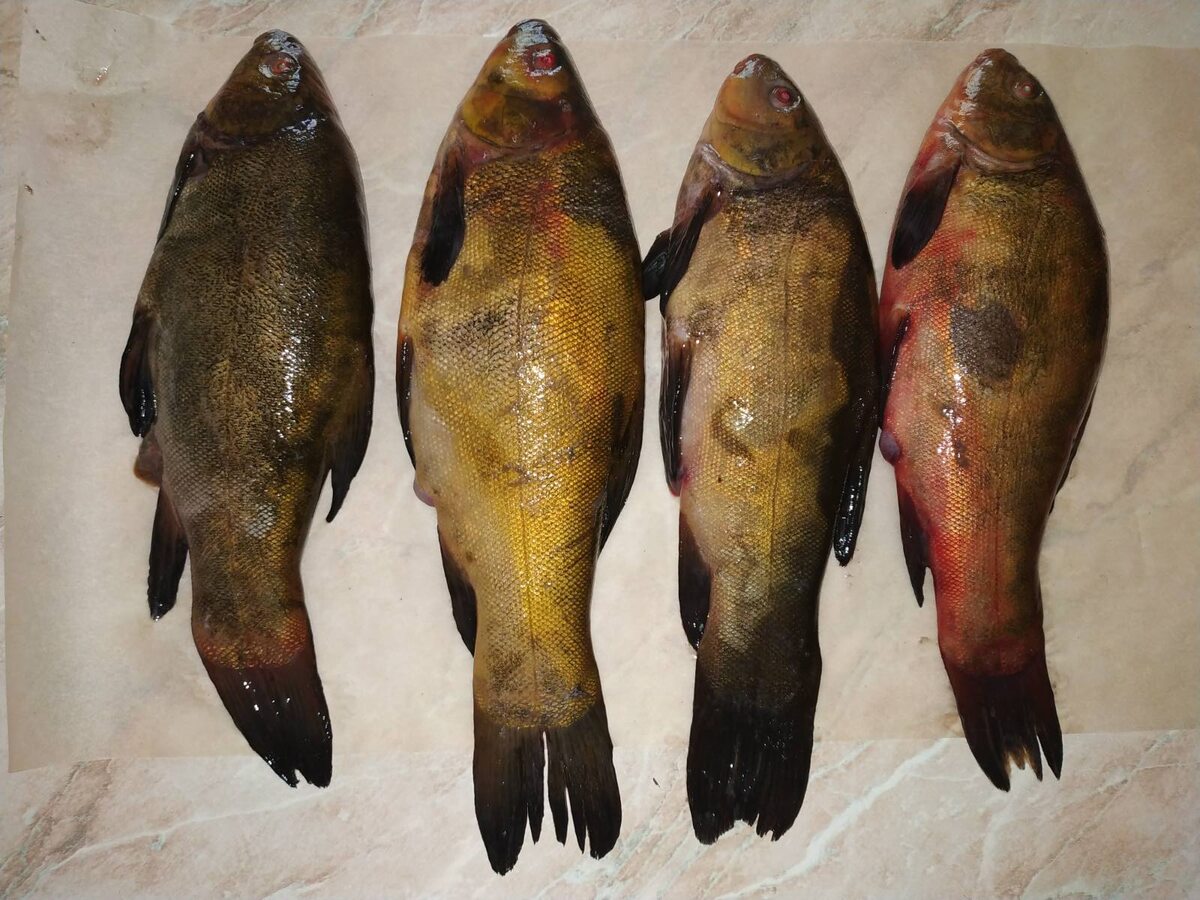 Лини пойманные на рассвете