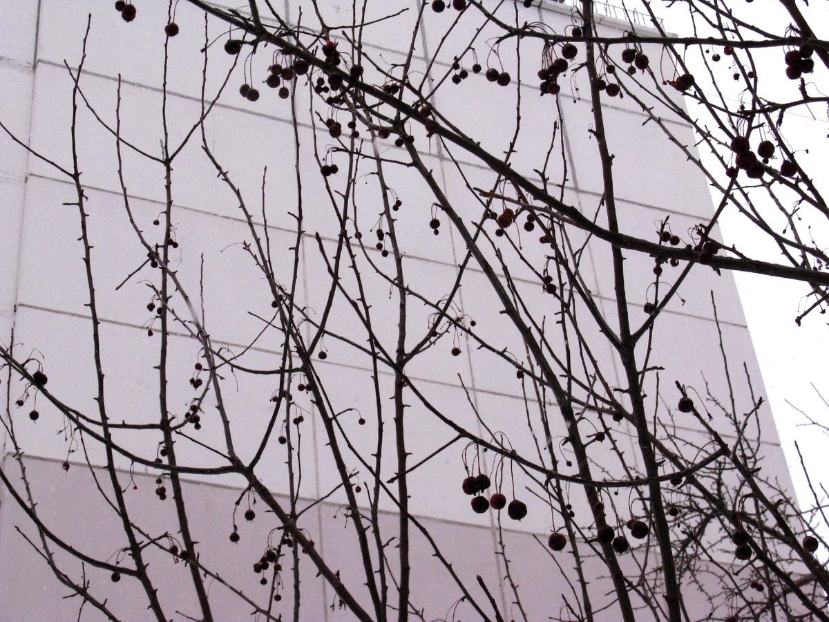 Снежный февраль. Ягоды. Фото: Марина Н. Макарова, Омск, 16фев26. #photo_mn_mak #CanonPowerShotA720IS