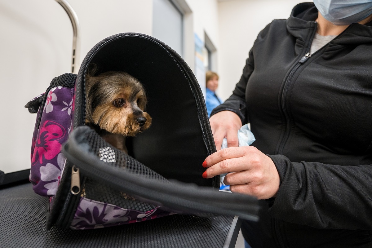 Ветеринарные стационары сегодня — идеальная среда для циркуляции патогенов. Фото: Александр Плонский / «ВиЖ».