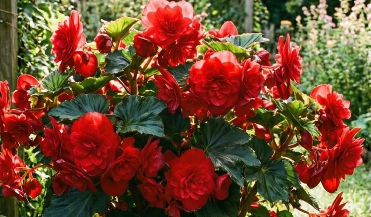 Как правильно разбудить клубневую бегонию в феврале