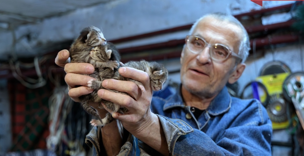 «Выбросили котенка в окно в минус 50»: как воркутинец с 1998 года спасает чужих питомцев