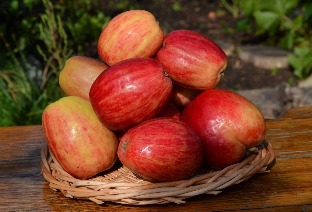 Сеянец Титовки. Фото Виталий Брыкин