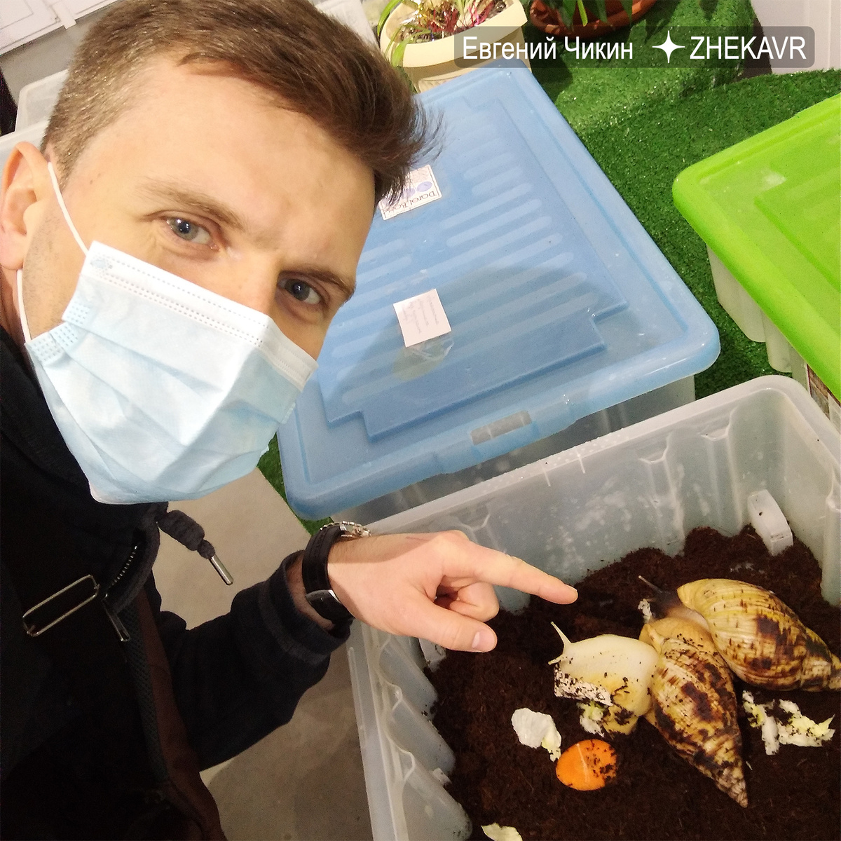 Крупные улитки, такие как на фото, используются в косметических целях. Фотографий на дегустации, к сожалению, не делал.