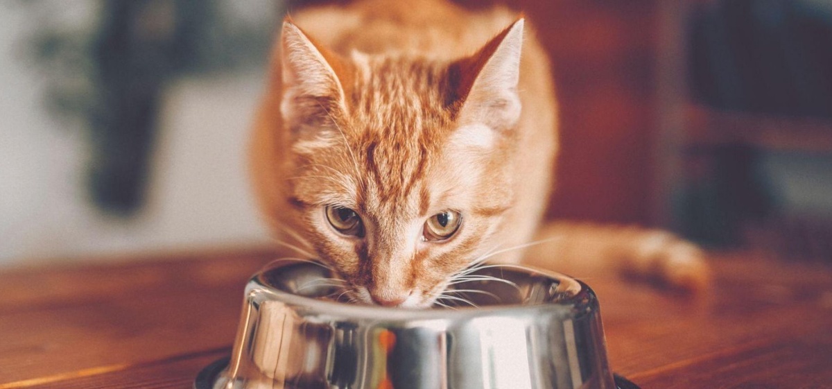 Фото из Интернета. 