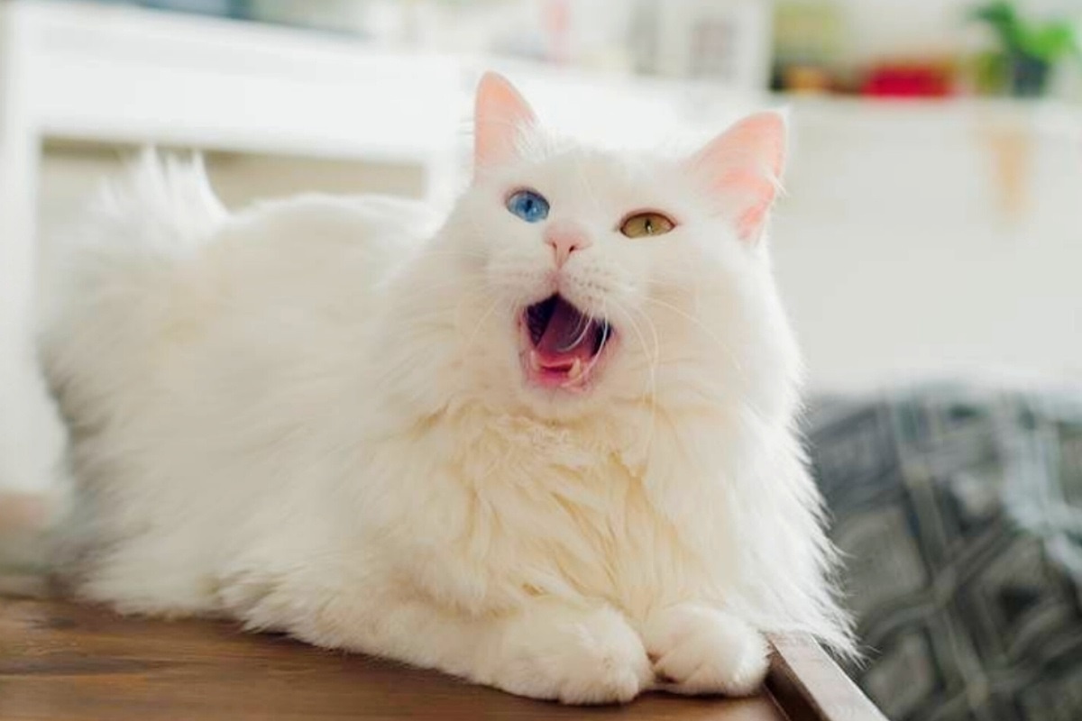 Фото с сайта: https://dzen.ru/a/aDyI7m1BbFSJcE_Y