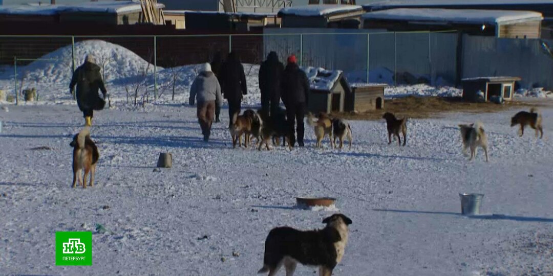 Ветеринары и волонтеры спасают четвероногих узников «Островка надежды»
