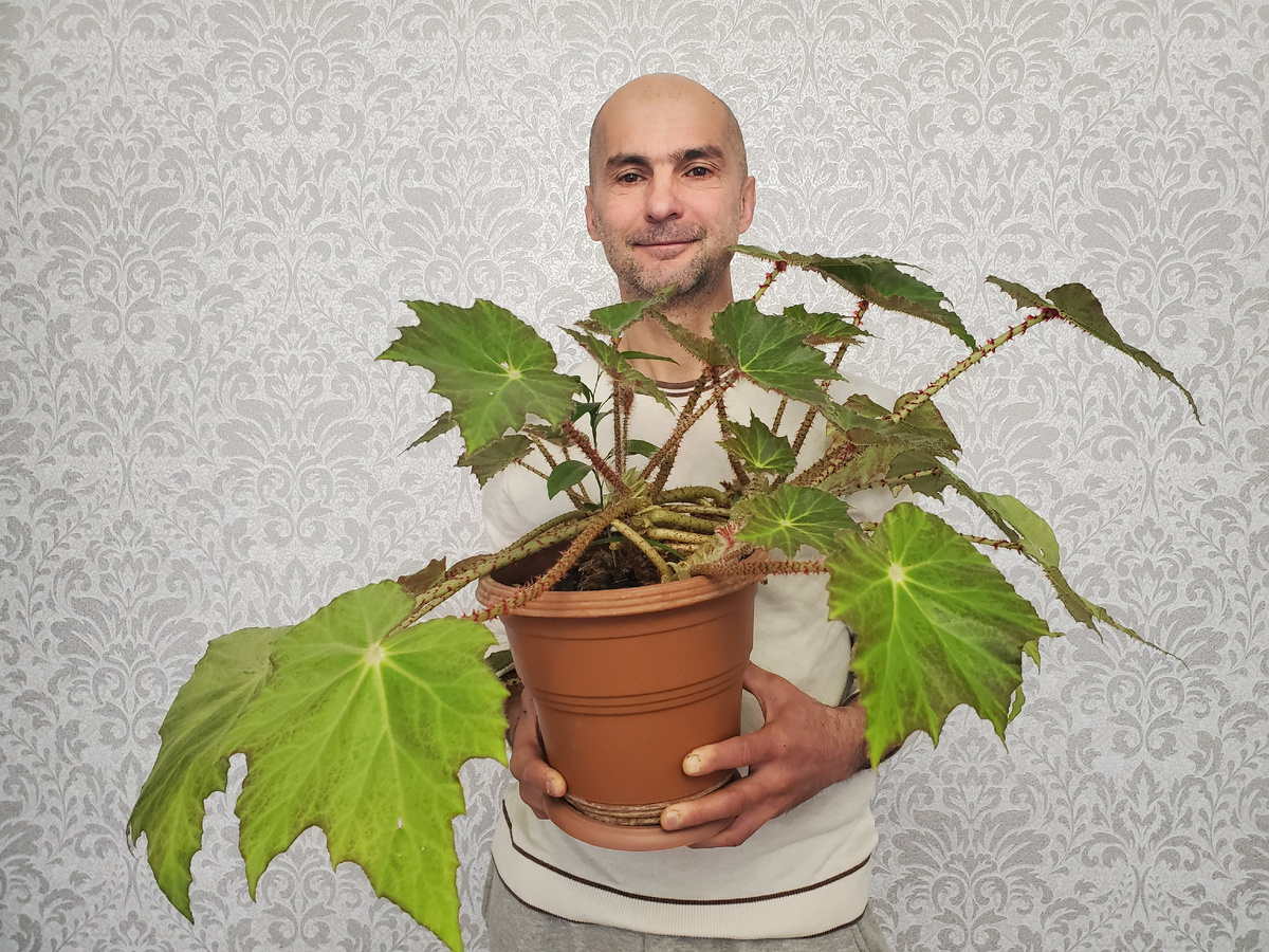 Я и моя большая бегония