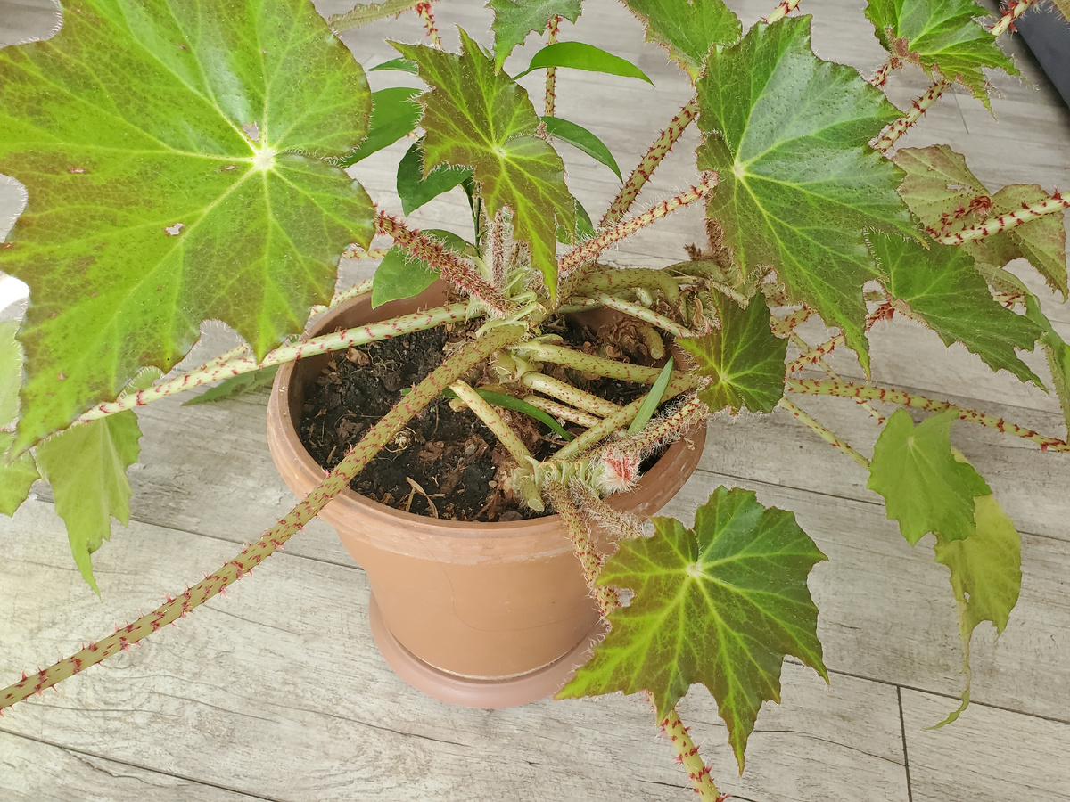 Вот так должна выглядеть почва при правильном уходе