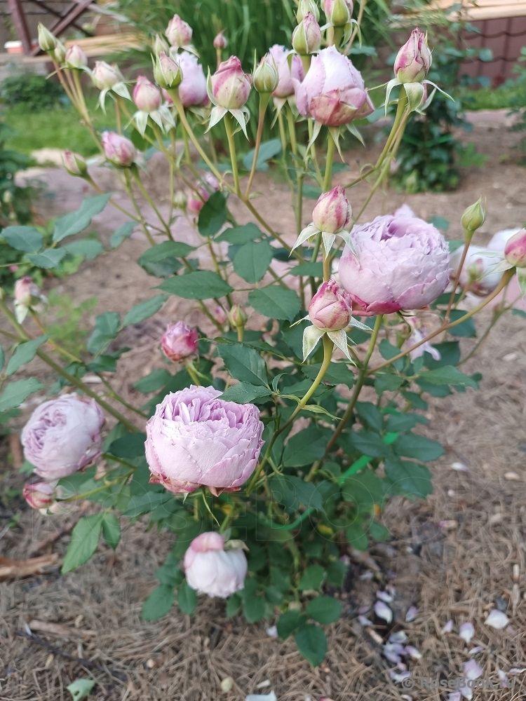 Цвет такой чудесный, подкупает нежностью, у меня первый год два кустика очень мелких, совсем не растут верх веточки, гонит бутоны, сначала дала цвести, сейчас обрываю.