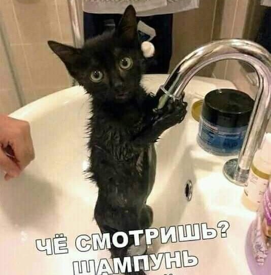 Котомемы