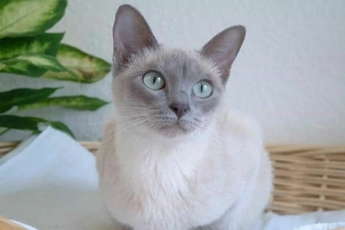 Фото с сайта: https://woodenarts.ru/foto-tonkinskaya/