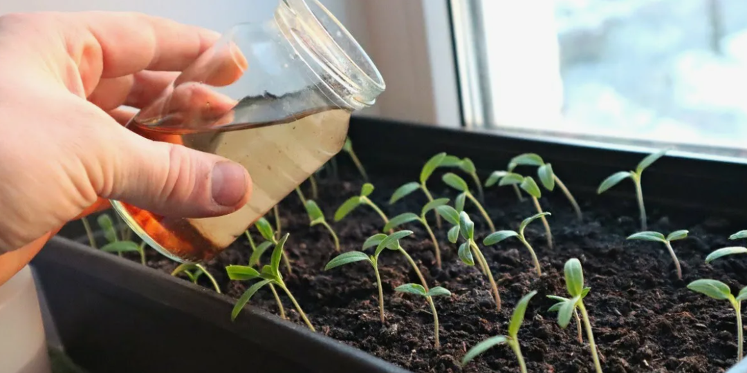 Если рассада томатов не растёт