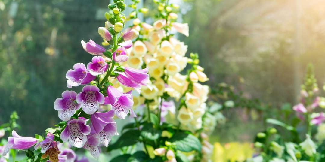 6 необычных наперстянок в моём саду, от которых я в востороге