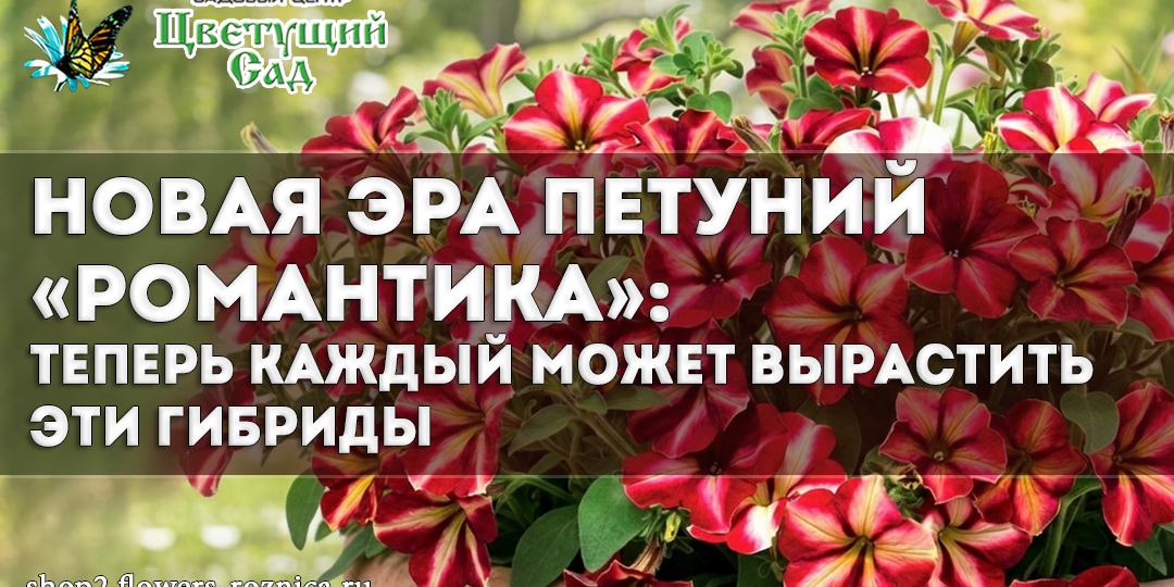 Новая эра петуний «Романтика»: теперь каждый может вырастить эти гибриды