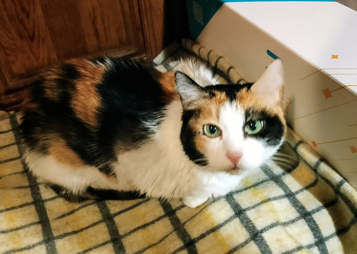 Умняша-кабачок