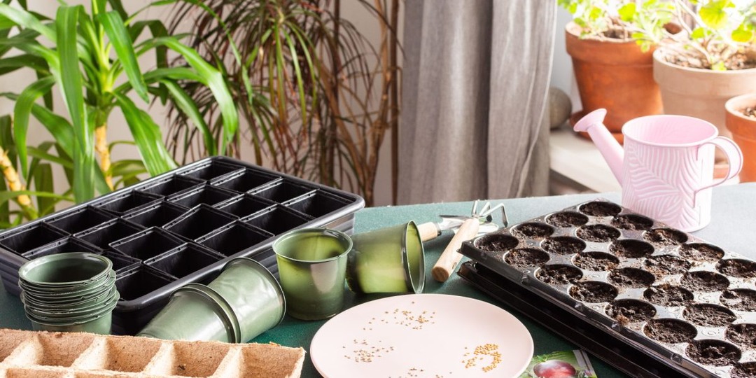 Как оживить старые семена: рабочие методы повышения всхожести