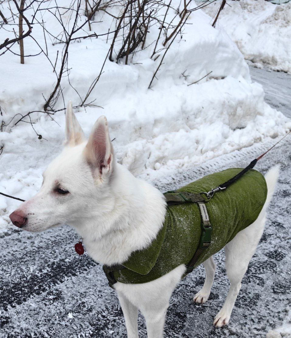 Зима. холода, Кай идёт гулять ура! - почти песня)))