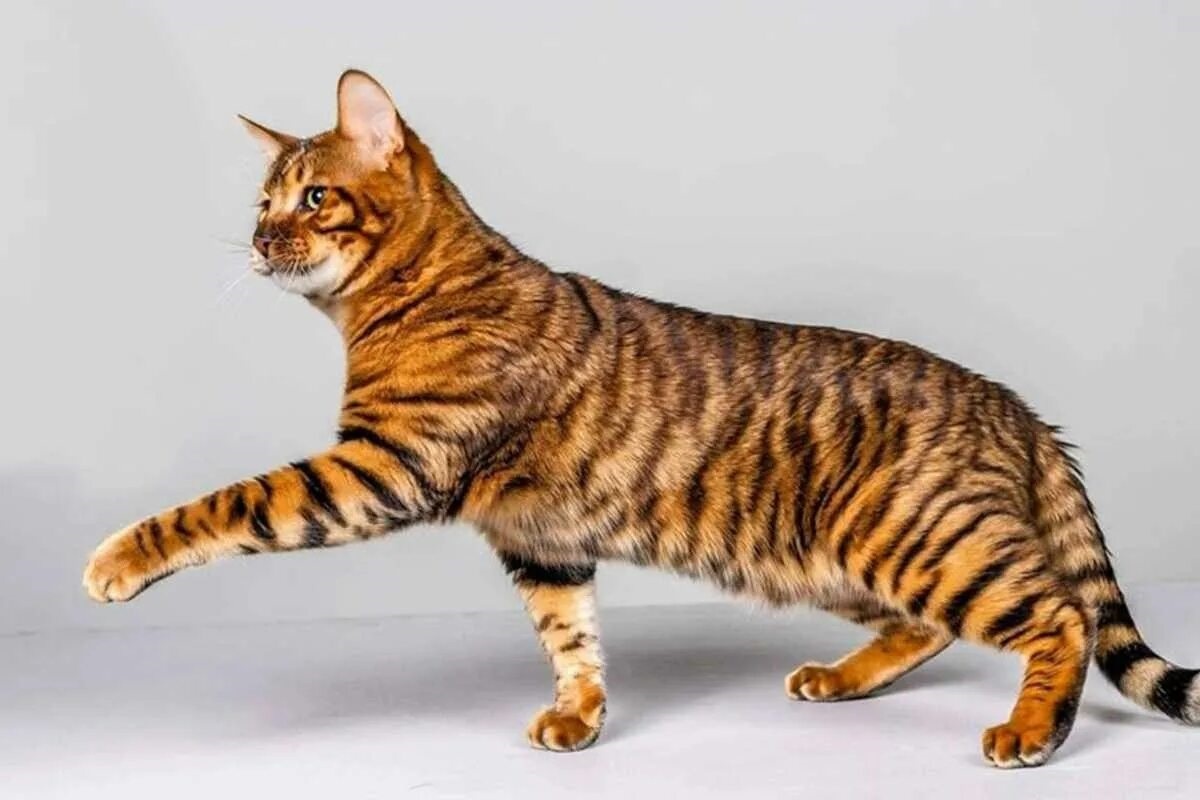 Фото с айта: https://kabarcepu.com/dijuluki-kucingnya-para-sultan-ini-15-ras-kucing-termahal-di-dunia-nomor-1-harganya-tembus-2-miliar/