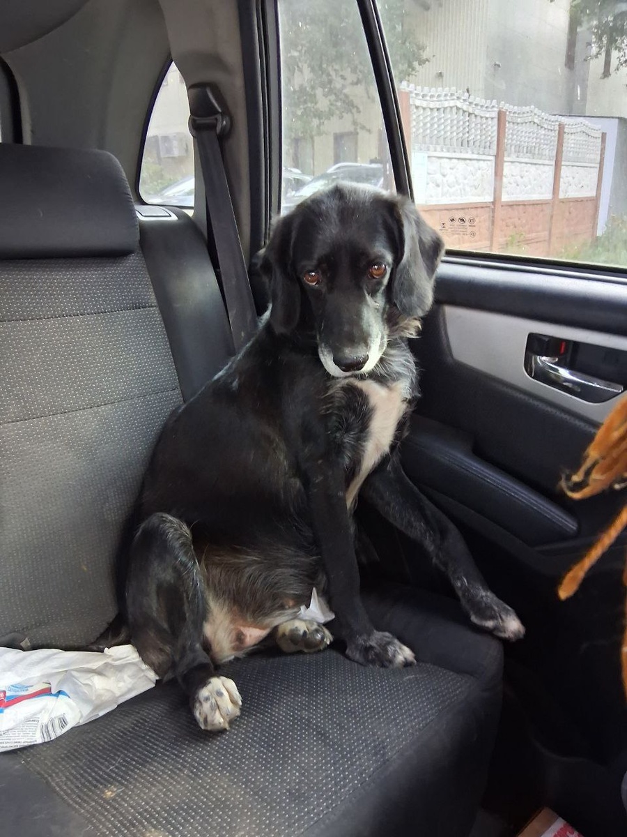 Такой мы Дору подобрали