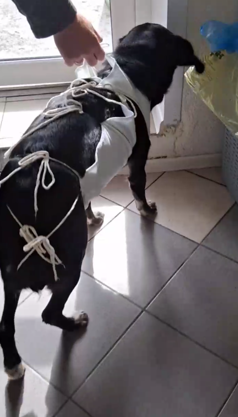 В сентябре прошлого года Дору стерилизовали