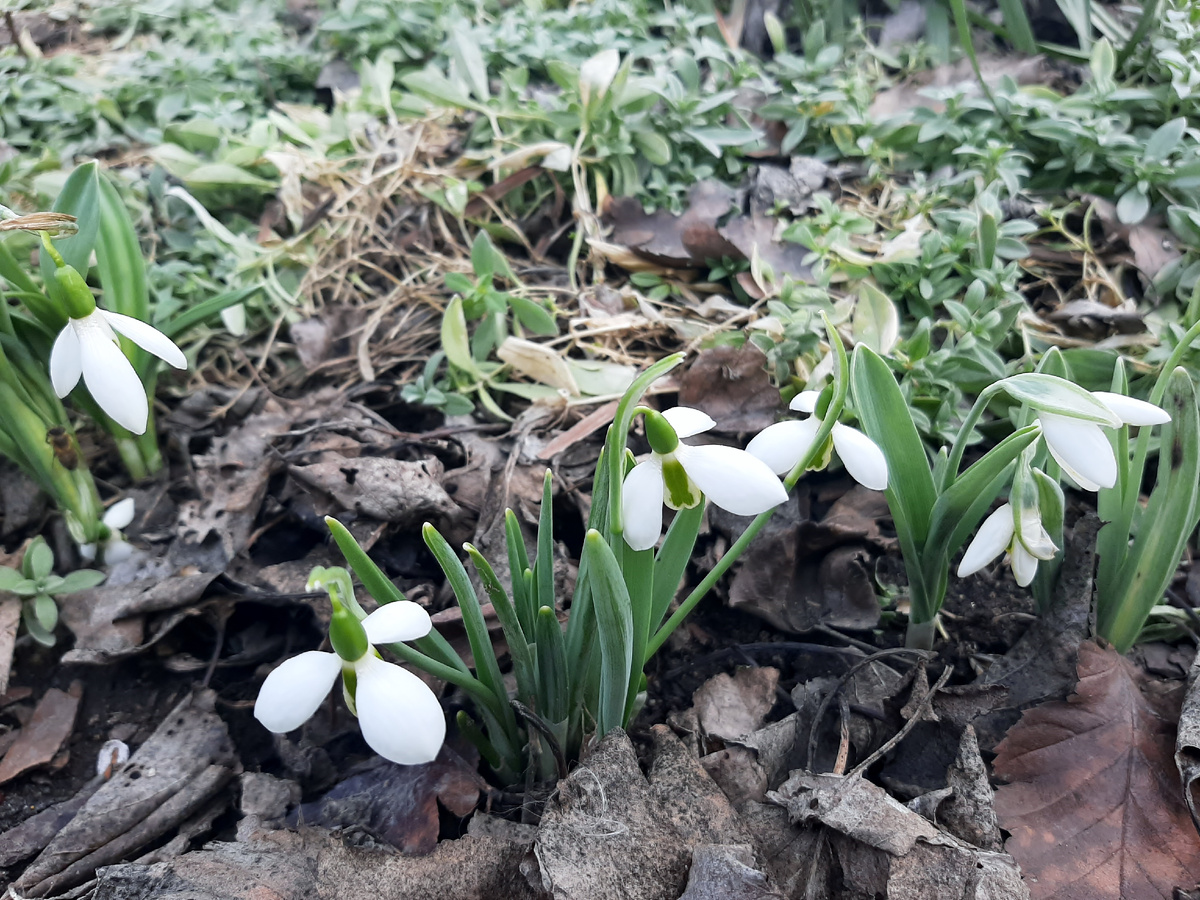 Мои галантусы посадки 2024 года