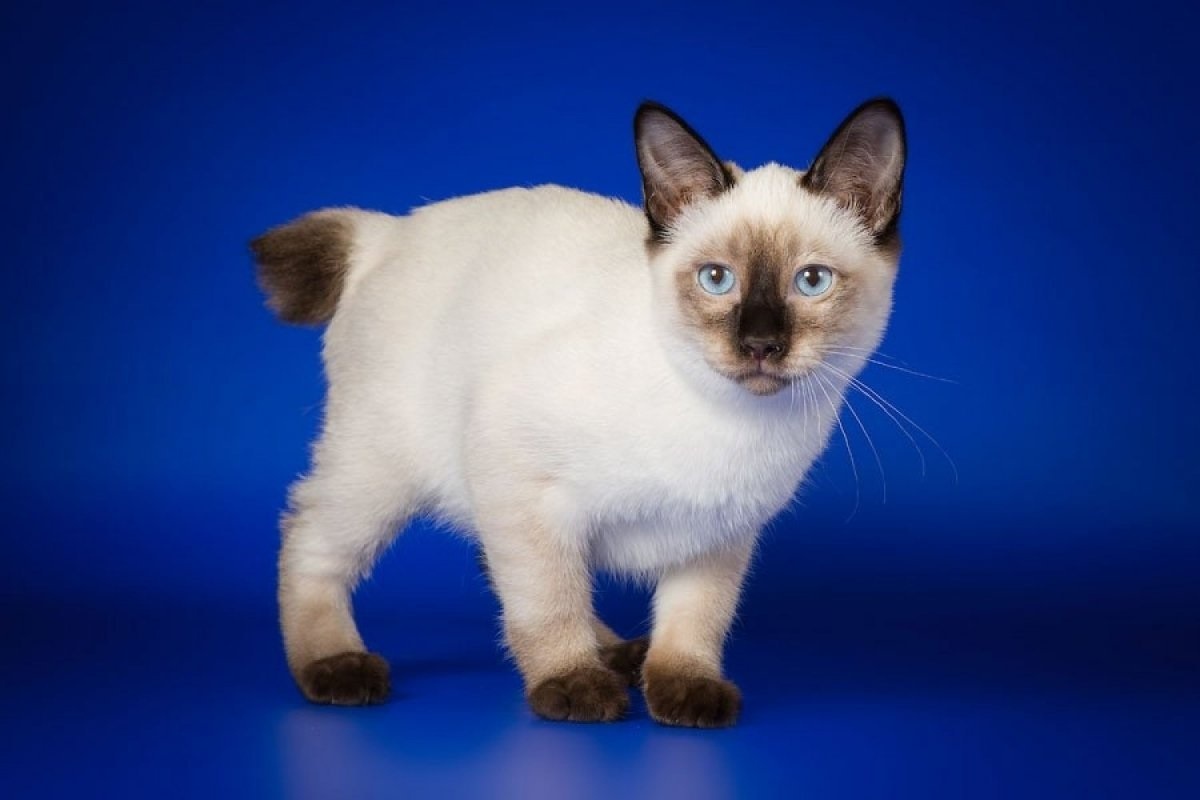 Фото с сайта: https://www.pravda.ru/zoo/1401153-little_cats/