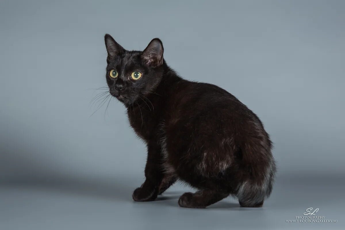 Фото с сайта: https://vfl.ru/fotos/foto_zoom/dfc6d32c5139415.html