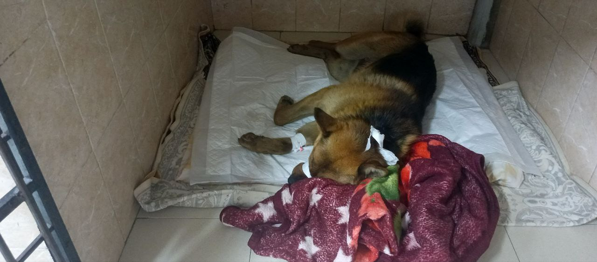 Как бы не согревали, не смогли помочь